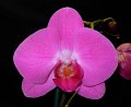 Phal. Montclair Valentine 'Angel Orchids'
